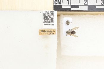 Media type: image;   Entomology 770225 Aspect: Labels